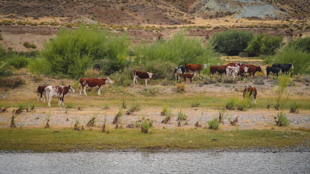 Cattle grazing next to the Chubut River at Piedra Parada in Patagonia, Argentina 