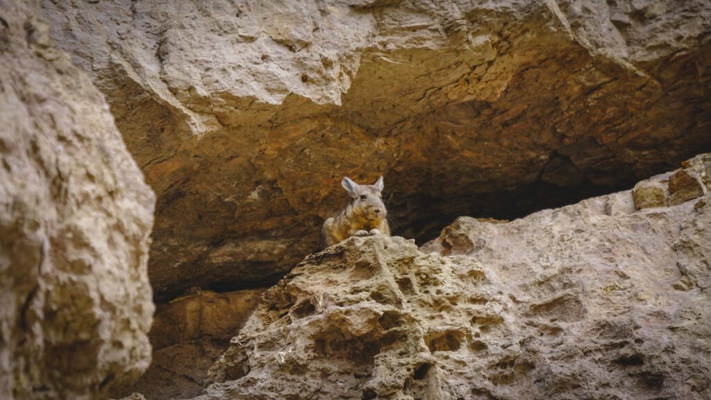 Chinchillon also known as the Southern viscacha is a giant rodent that lives in the rocks of Piedra Parada 