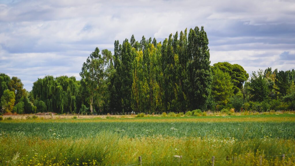 Fields and landscapes of Gaiman, Province of Chubut.