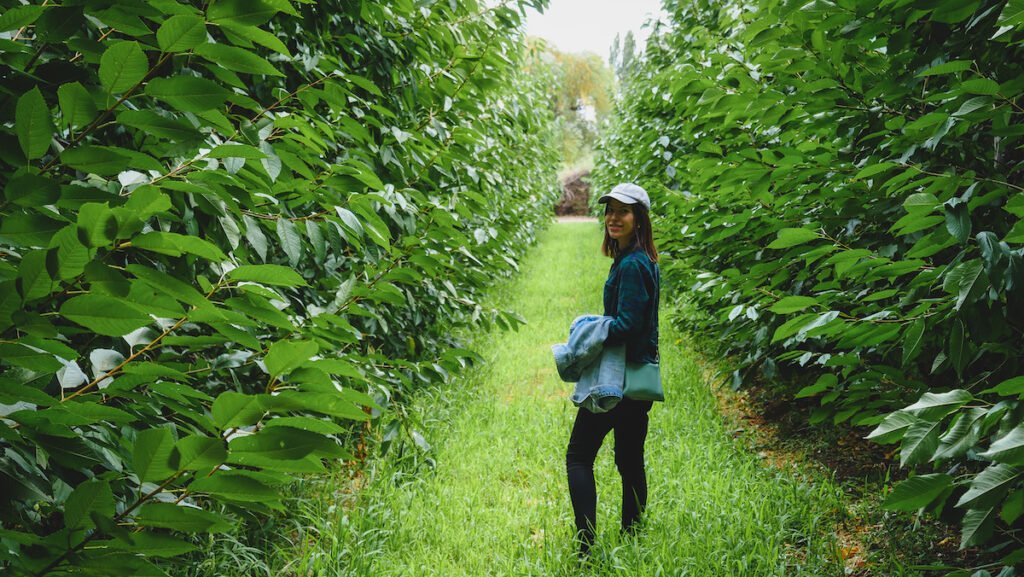 Walking through the apple orchard at Quintas Narlú in Gaiman, Patagonia.