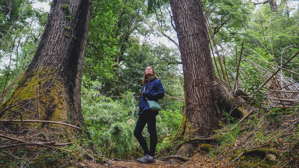 Hiking in Los Alerces National Park and seeing ancient trees that are thousands of years old.