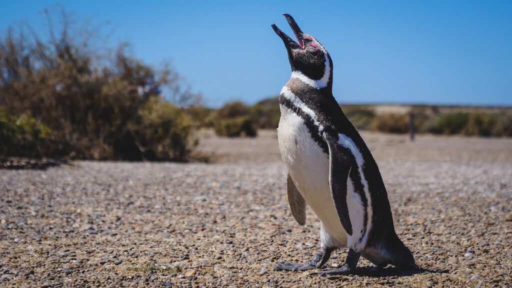 Visiting Chubut to see penguins in Peninsula Valdes in Patagonia, Argentina.