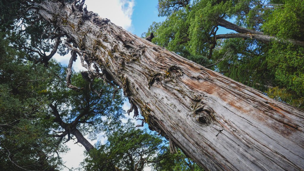 Ancient alerce trees that are thousands of years old in Los Alerces National Park 