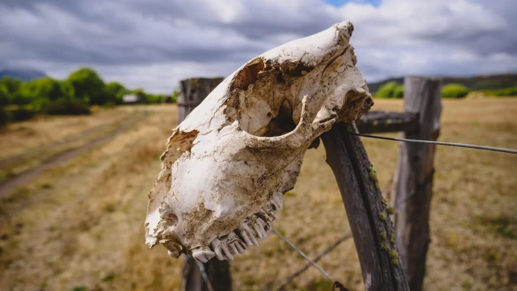 Animal skull on the fence of the Butch Cassidy Ranch 