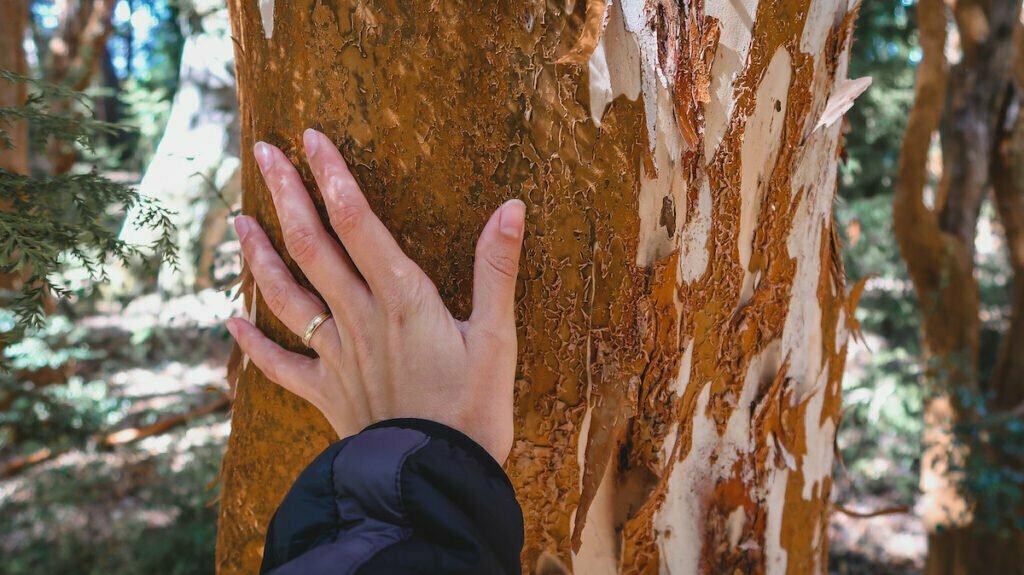 The arrayan tree feels cool to the touch because the thin bark allows you to feel the sap flowing inside the tree 