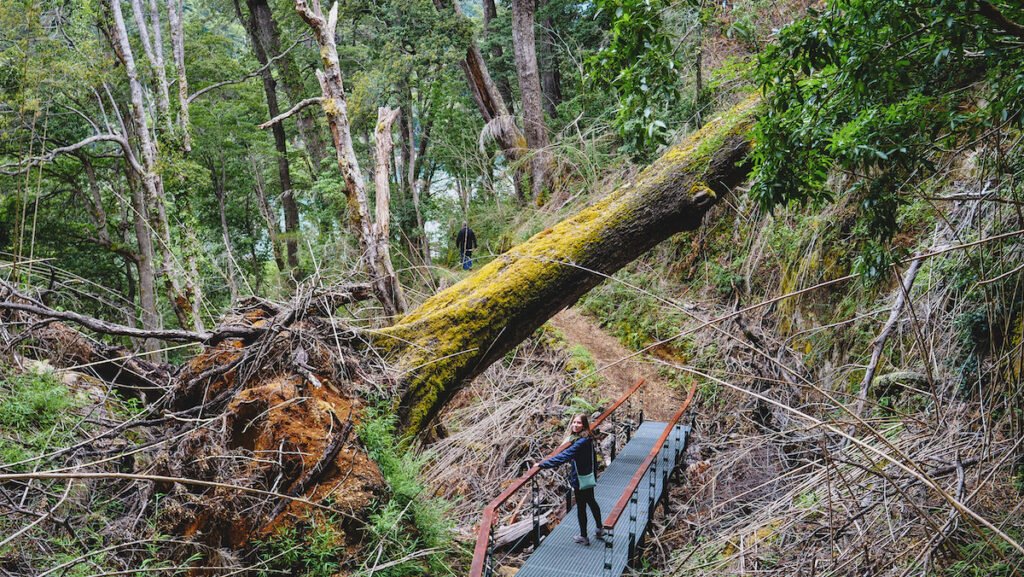 Boardwalk through the Alerce Forest where you can see millenary trees 