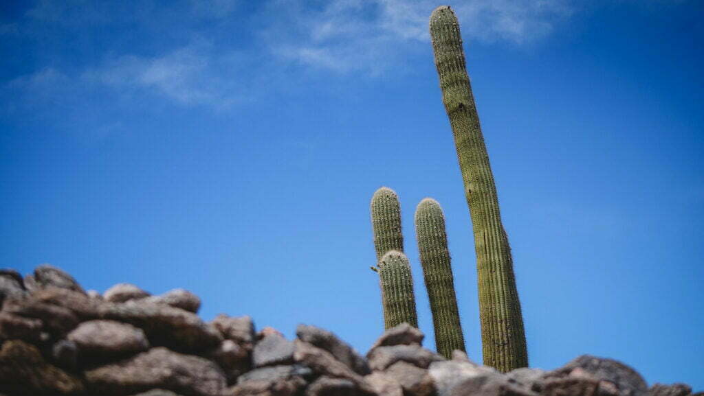 Cacti or cardones growing in the Sacred City of Quilmes, Tucuman 