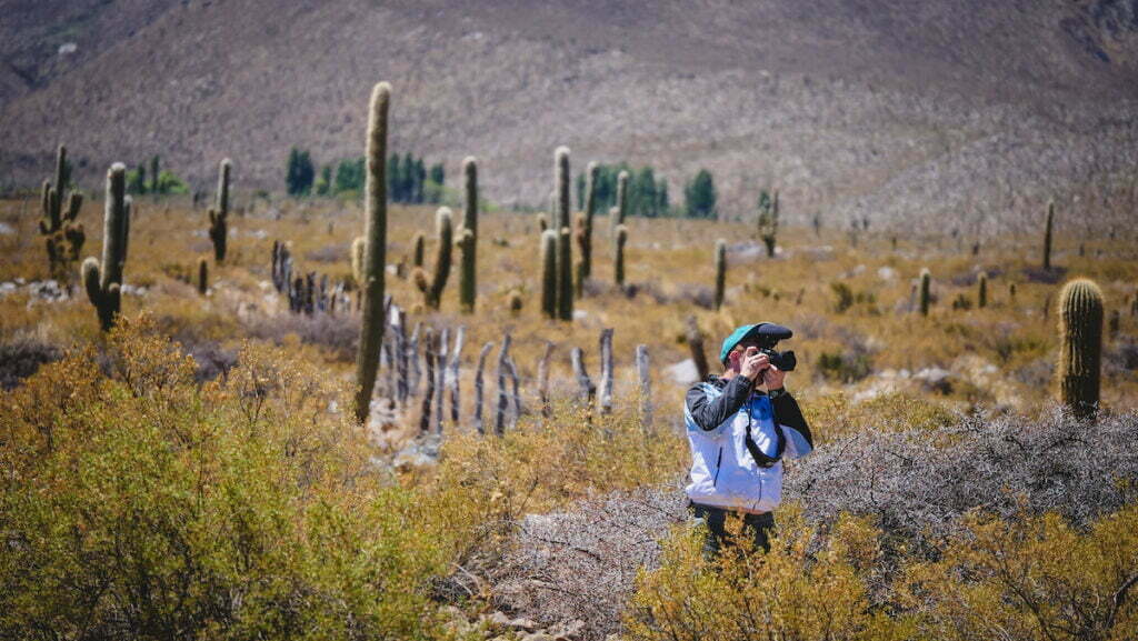 Valley filled with cacti or cardones in Tucuman, Argentina 