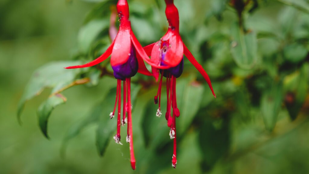 Bell flowers in Los Alerces 