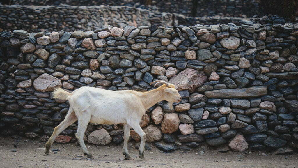 Goat walking through the Quilmes Ruins 