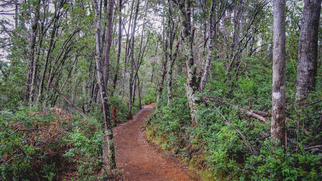 Hike from Pasarela Rio Arrayanes to Puerto Chucao 