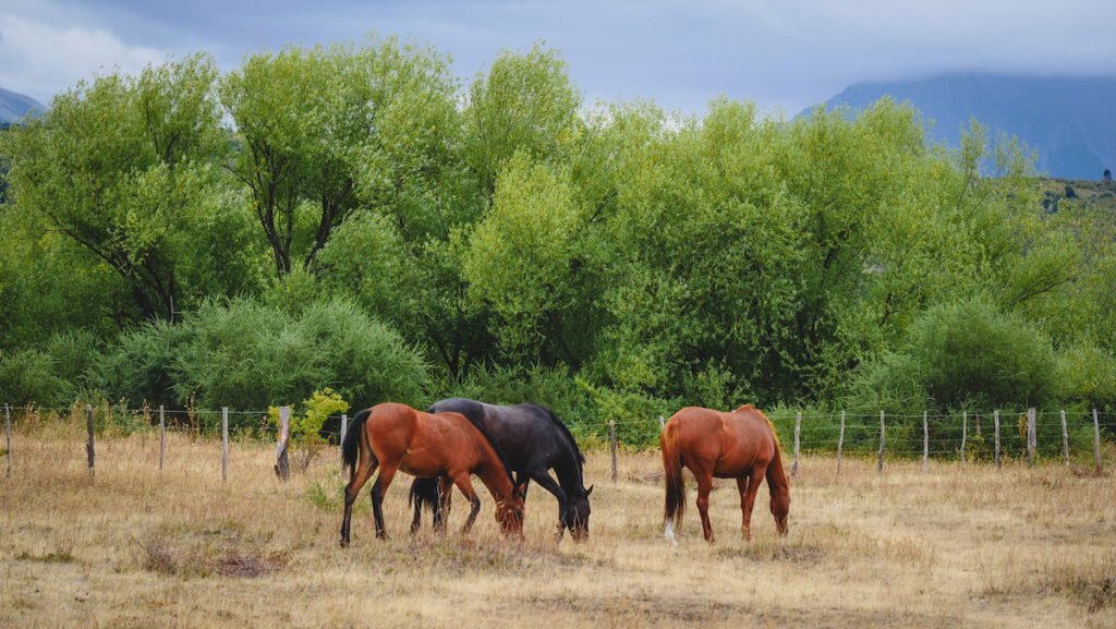 Mountain scenery and horses at the Butch Cassidy Ranch in Patagonia, Argentina 