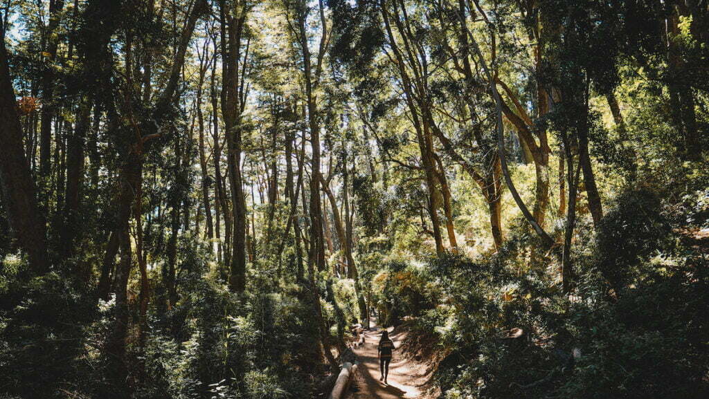 Hiking across Los Arrayanes National Park 