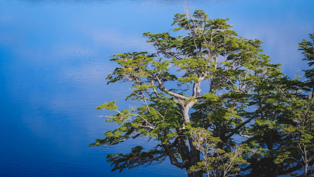 A tree and its reflection on the still waters of Mirror Lake on the Seven Lakes Road A tree and its reflection on the still waters of Mirror Lake on the Seven Lakes Road