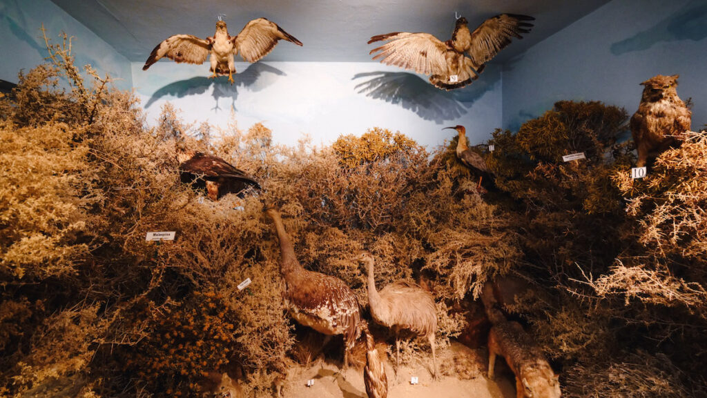 Rada Tilly Regional Museum and an exhibit on local flora and fauna 