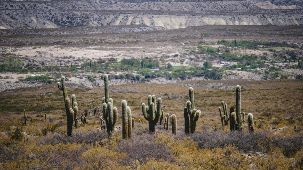 Cacti or cardones in Tucuman, Argentina 