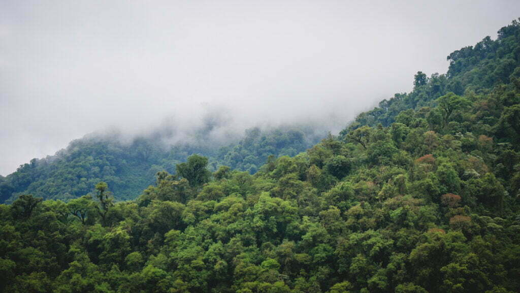 The Yungas are the temperate slopes of the Andes - very green with low hanging clouds 