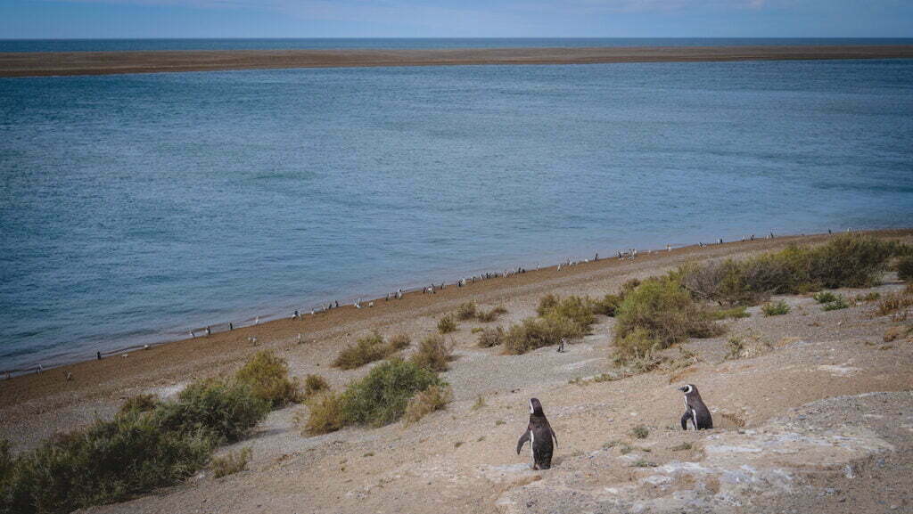 Penguins walking down the sandy cliffs towards the beach in Caleta Valdés