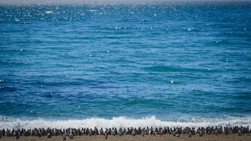 Thousands of penguins at the rookery in Punta Norte on Peninsula Valdes in Patagonia, Argentina 