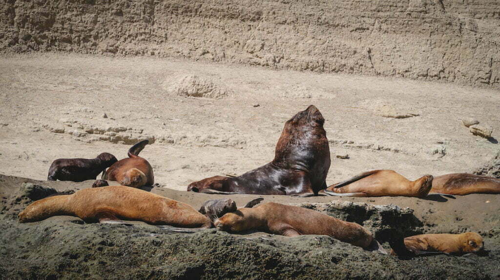 Viewing sea lions and other wildlife on a boat tour of Peninsula Valdes - a fun activity to include on your coastal Patagonia travel itinerary 