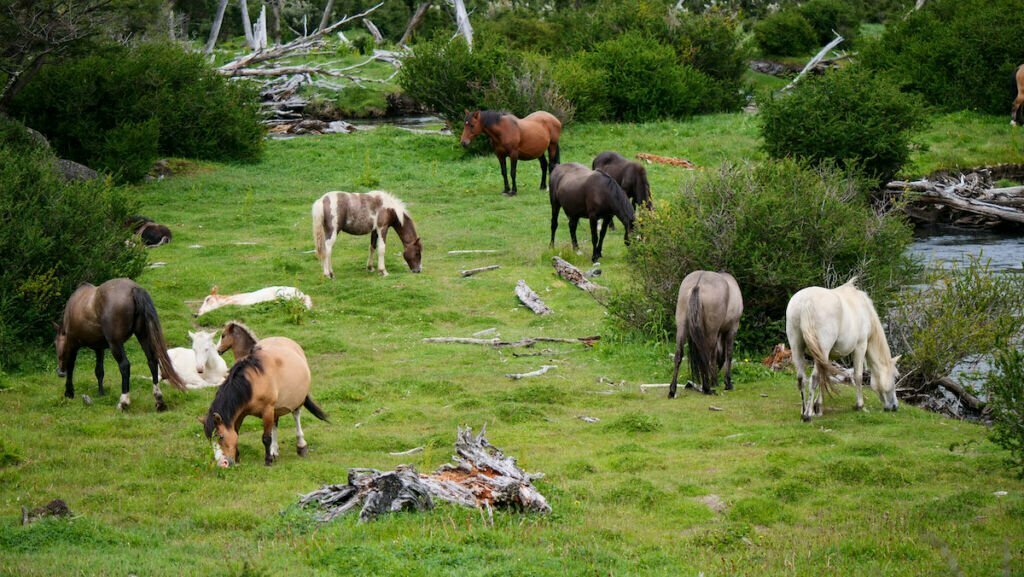 Horses grazing next to the River Pipo in Tierra del Fuego, Argentina 