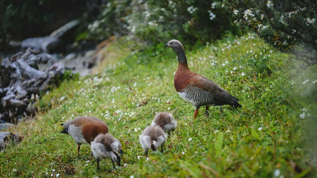 Local wildlife in Tierra del Fuego National Park