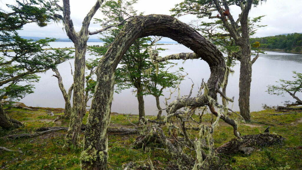 Fuegian forest and Laguna Negra