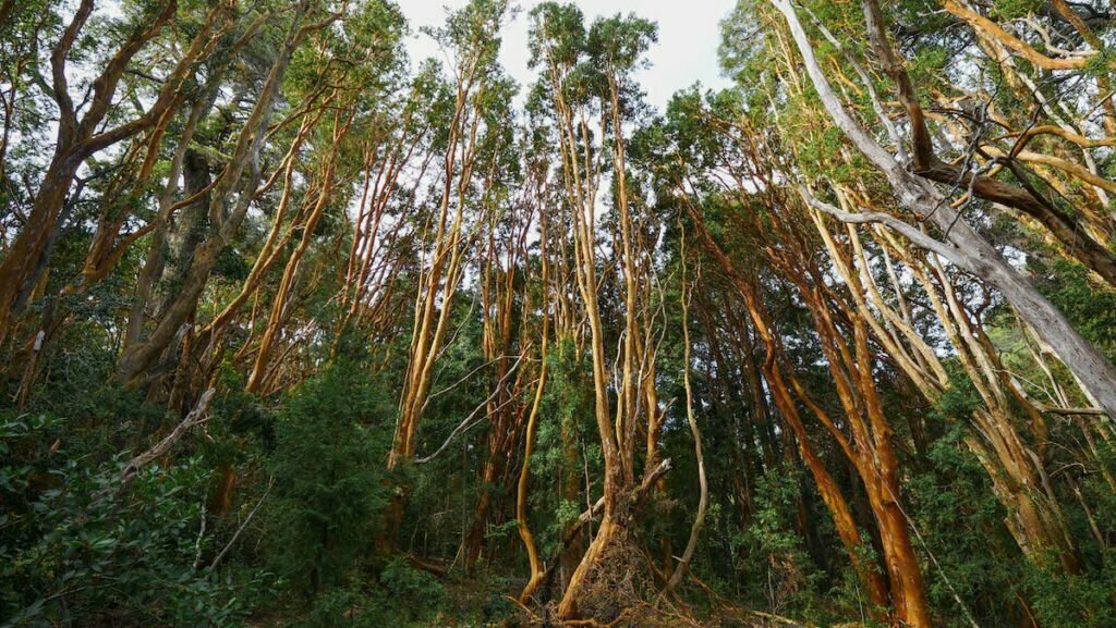 The Arrayanes Forest or Bosque de Arrayanes is famous for its flakey cinnamon-coloured trees.