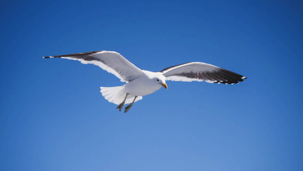 Seagull following the boat on the excursion to Isla Victoria. 