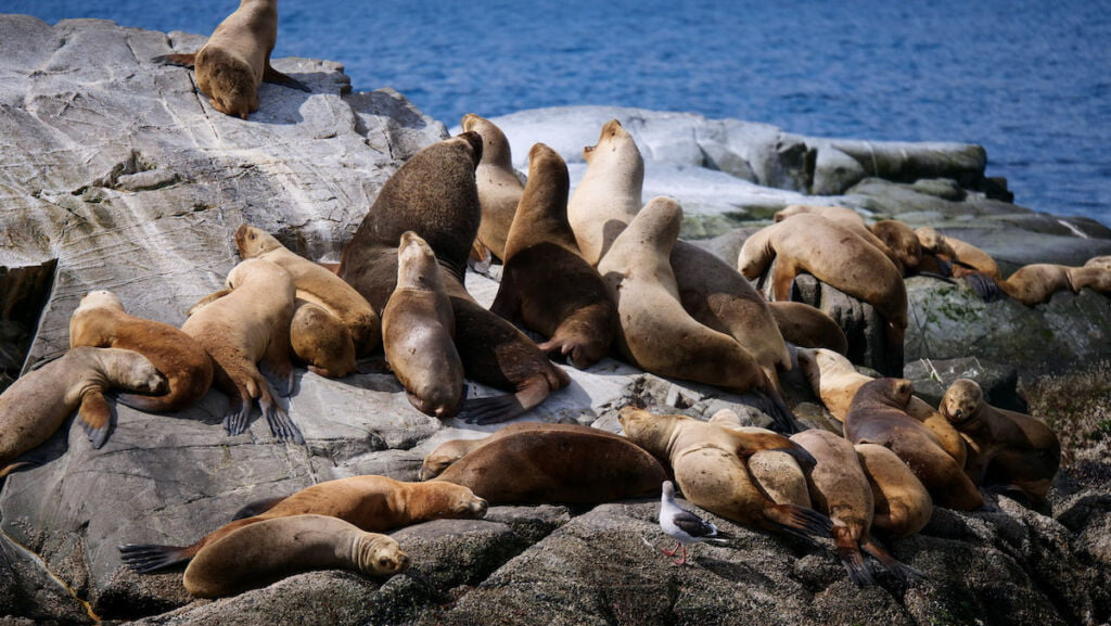 Sea lions on a cruise of the Beagle Channel in Ushuaia