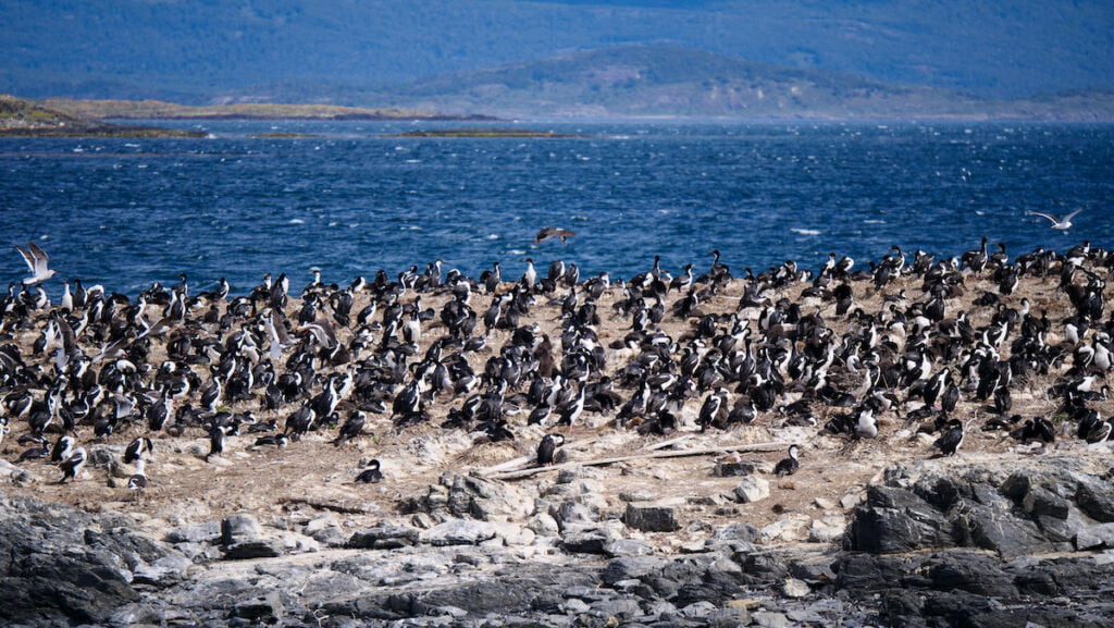 Cormorants and sea birds on a Beagle Channel cruise in Ushuaia