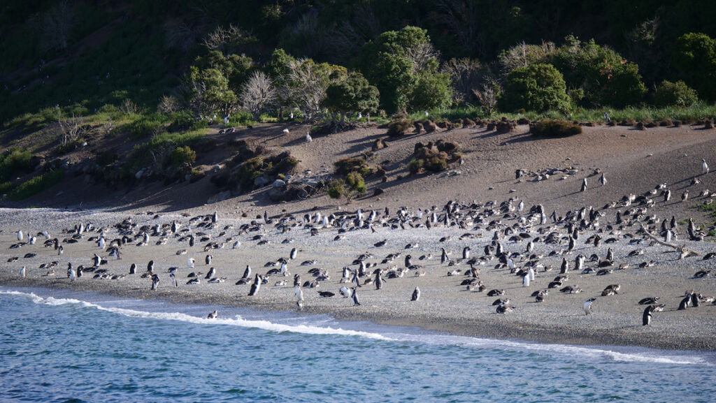 Magellanic Penguins on Martillo Island on a Beagle Channel Boat Tour