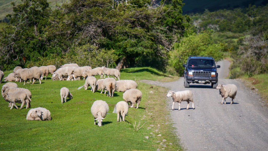 4x4 vehicle driving a dirt road in Patagonia with sheep crossing