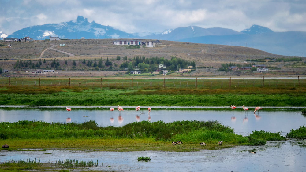 Pink flamingoes in Laguna Nimez with mountains in the background in El Calafate 