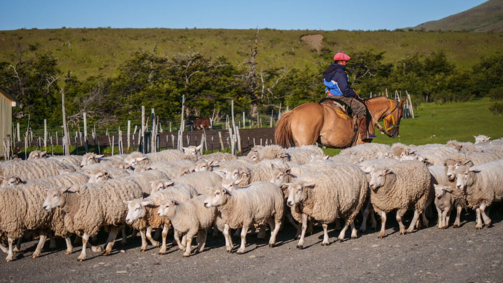 Gaucho herding a flock of sheep at an estancia in Patagonia