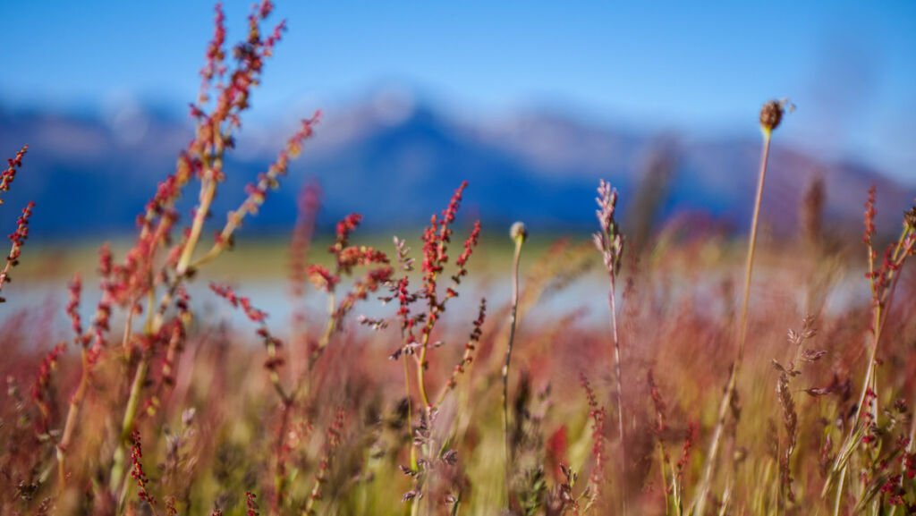 Patagonian wildflowers in Los Glaciares National Park