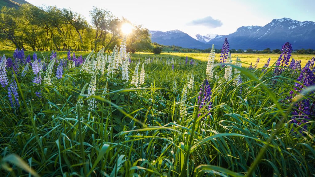 Sunset in Patagonia with Lupins in bloom 