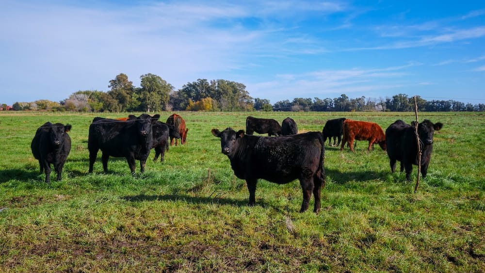 Cattle at Estancia Puesto Viejo