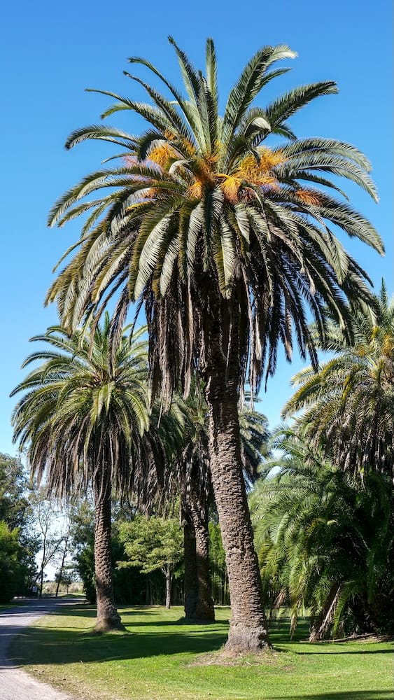 Beautiful palm trees on the park grounds at Estancia Villa Maria.