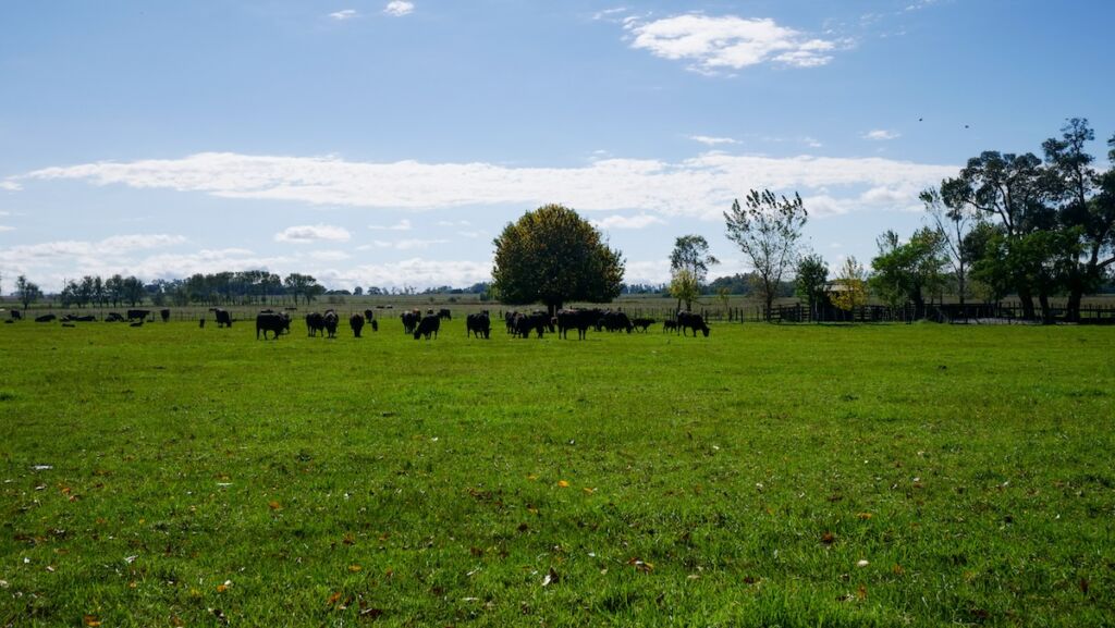 Angus cattle grazing at Estancia El Ombu de Areco 