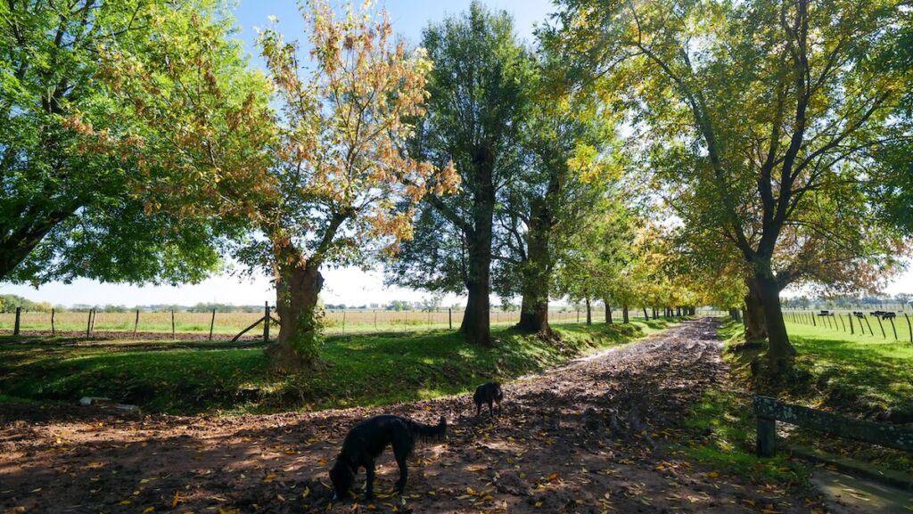 Tree lined road at the estancia with dogs playing 