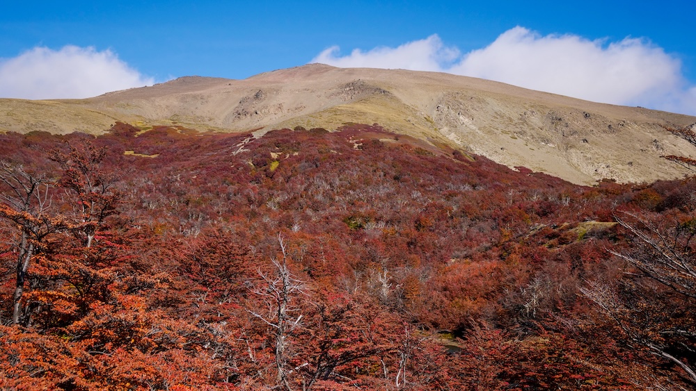 Autumn foliage while hiking in Bariloche, Argentina