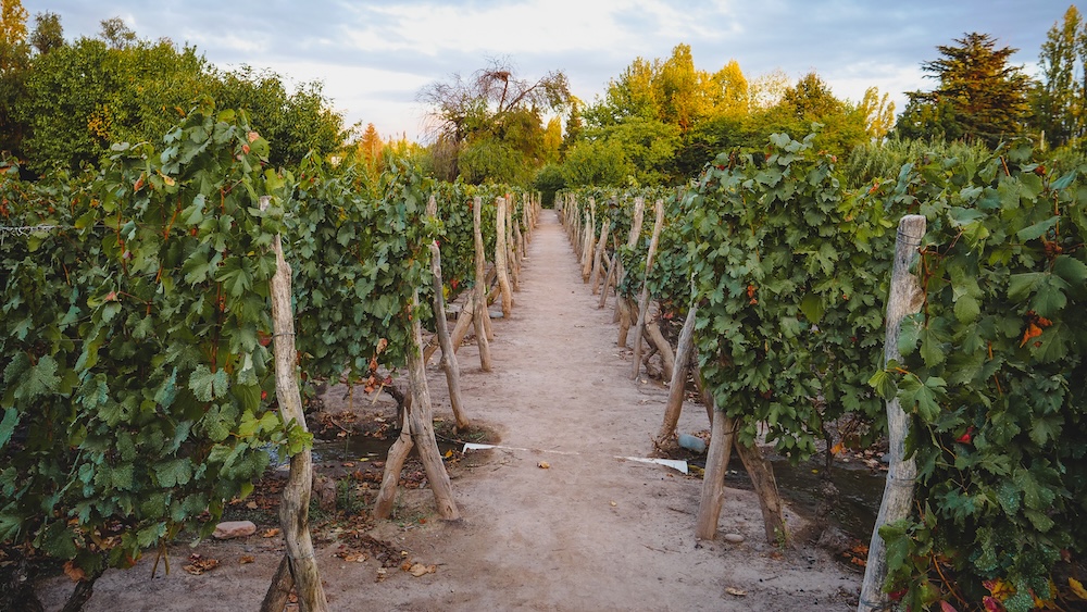 Staying at a Mendoza wine hotels means being able to walk through vineyards.