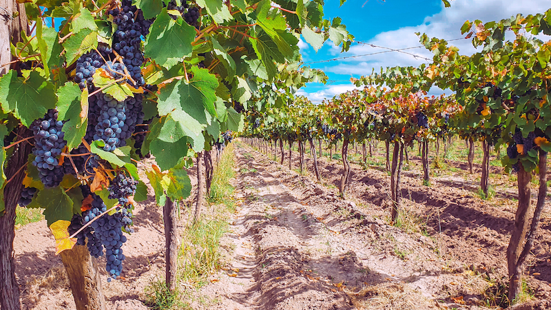Grapes in the vineyards in Mendoza, Argentina.