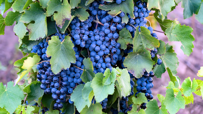 Summer is the best time to visit Mendoza for sunshine, heat and festivals.