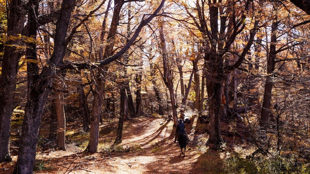 Horse trek under a canopy of gold during autumn at Huemules Estancia in Esquel, Patagonia.