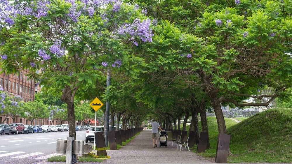 A green tunnel in one of the many parks and plazas in the neighbourhood of Puerto Madero.
