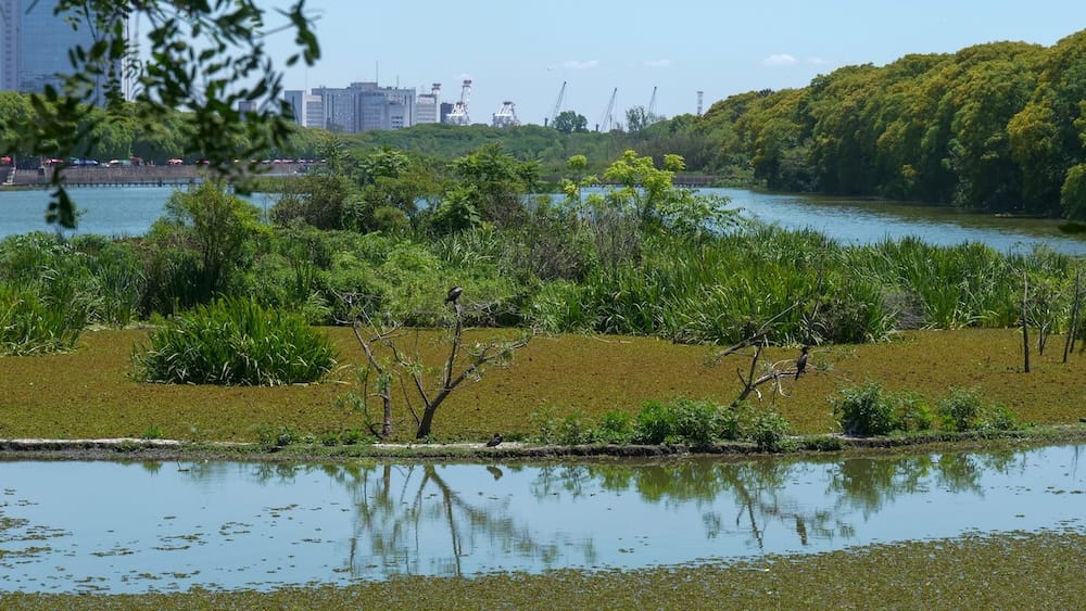 The Costanera Sur Ecological Reserve is home to wetlands and lots of bird life.