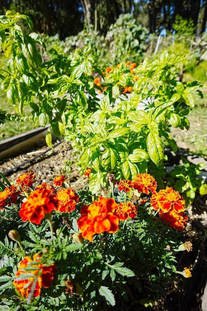 Basil and marigolds in the organic vegetable garden at the estancia.