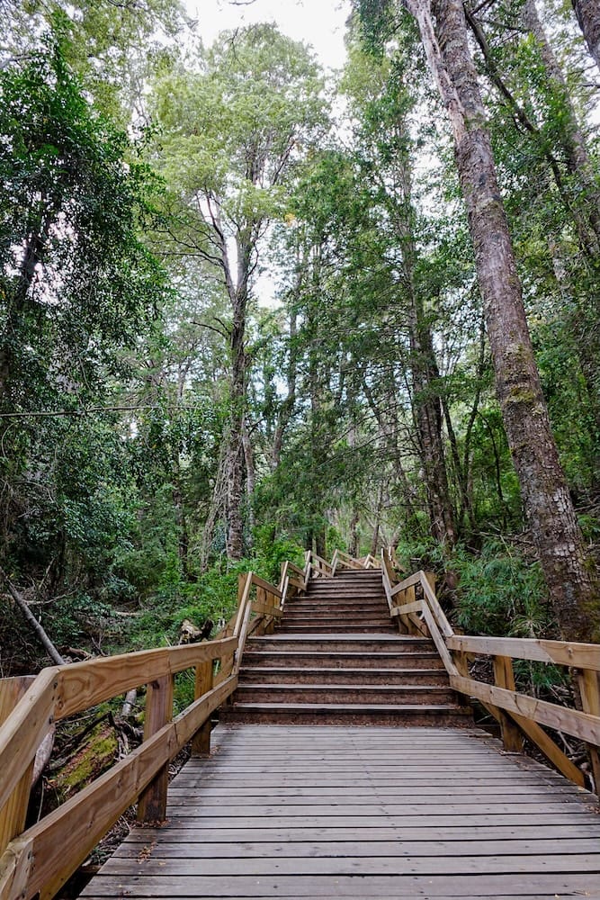 Boardwalk on the hike to Cantaros Waterfall in Puerto Blest, Patagonia.